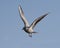 Flying gull