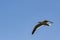 Flying Gull against a blue sky