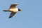 Flying Gull, Black headed Gull - Chroicocephalus ridibundus Black headed Gull flying under a blue sky.
