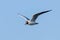 Flying Gull, Black-Headed Gull Larus ridibundus