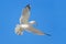 Flying gull with blue sky. Bird in fly with blue sky. Ring-billed Gull, Larus delawarensis, from Florida, USA. White gull in