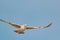 Flying gull at Deal beach English Channel UK