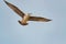 Flying gull at Deal beach English Channel UK