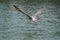 Flying Gull, Flying seagull, Los Angeles Lake, California