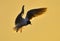 Flying gull (Larus ridibundus)