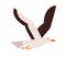 Flying gull with wings up flat vector illustration. Marine seagull. Wildlife fauna species. Cute winged creature. Wild