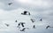 Flying gulls