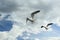 Flying gulls