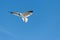 Flying Gulls or seagulls at Galveston Texas