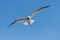 Flying Gulls or seagulls at Galveston Texas