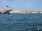 Flying gulls - venice