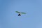 Flying hang-glider with a motor in the sky. Trike, flying in the sky with two people. Extreme Entertainment travelers