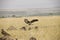 A flying hawk about to land perfectly on a grass in Africa