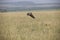 A flying hawk about to land perfectly on a grass in Africa