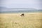 A flying hawk about to land perfectly on a grass in Africa