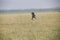 A flying hawk about to land perfectly on a grass in Africa