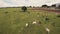 Flying a herd of cattle in the city of Brotas, in the interior of the state of SÃ£o Paulo, Brazil. city with rivers and farms