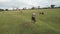 Flying a herd of cattle in the city of Brotas, in the interior of the state of SÃ£o Paulo, Brazil. city with rivers and farms