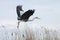 Flying heron