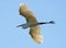 Flying heron