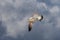 Flying herring gull Larus argentatus with a mussel shell