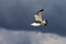 Flying herring gull Larus argentatus with a mussel shell