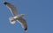 Flying herring seagull in the clear sky