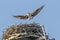 Flying High: Osprey with Large Wingspan over nest