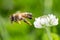 Flying honey bee