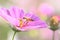 Flying honey bee and beautiful Magenta Cosmos flower, spring summer season, Wild nature landscape, garden