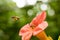 Flying Honey bee collecting pollen from orange Campsis radicans flower