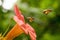 Flying Honey bee collecting pollen from orange Campsis radicans flower