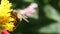 A flying honey bee collecting pollen at yellow stamens in a flower