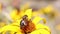 A flying honey bee collecting pollen at yellow stamens in a flower.