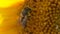 Flying honey bee covered with pollen collecting nectar from yellow sunflower close up.