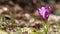 Flying honey bee on crocus flower in spring