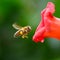 Flying honey bee near red flower liana Campsis