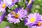 Flying honey bee pollinate purple flowers