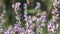 Flying honeybee collecting nectar above blooming lavender flowers.