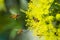 Flying honeybee collecting pollen at yellow flower.