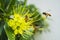 Flying honeybee collecting pollen at yellow flower.