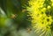 Flying honeybee collecting pollen at yellow flower.