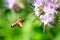 Flying honeybee near purple flower