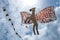 A flying horse kite above Negombo beach in Sri Lanka.