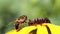 A flying hoverfly sits on a yellow flower