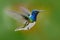 Flying hummingbird. Action scene from nature, hummingbird in fly. Hummingbird in the forest. Flying blue and white hummingbird