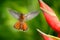 Flying hummingbird with flower. Beautiful red flower with bird in fly. Hummingbird Rufous-breasted Hermit, Glaucis hirsutus