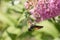 Flying Hummingbird hawk-moth with a flower