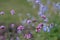 Flying hummingbird hawkmoth suck nectar from pink vervain flower