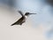 Flying hummingbird hovers in the cloudy sky